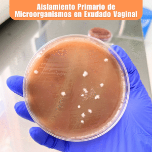 Laboratorio de Microbiología 4 Laboratorio de Microbiologia Aislamiento Primario de Microorganismos en Exudado Vaginal