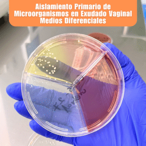 Laboratorio de Microbiología 3 Laboratorio de Microbiologia Aislamiento Primario de Microorganismos en Exudado Vaginal Medios Diferenciales
