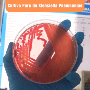 Laboratorio de Microbiología 11 Laboratorio de Microbiologia Cultivo Puro de Klebsiella Pneumoniae