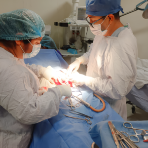 PGO DR. LINO 2